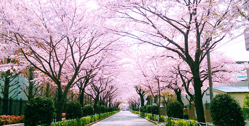 ウエルガーデン西が丘園「桜道」